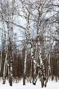寒冬冷的森林中图片