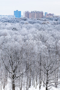 寒冬清晨雪中森林的风景图片
