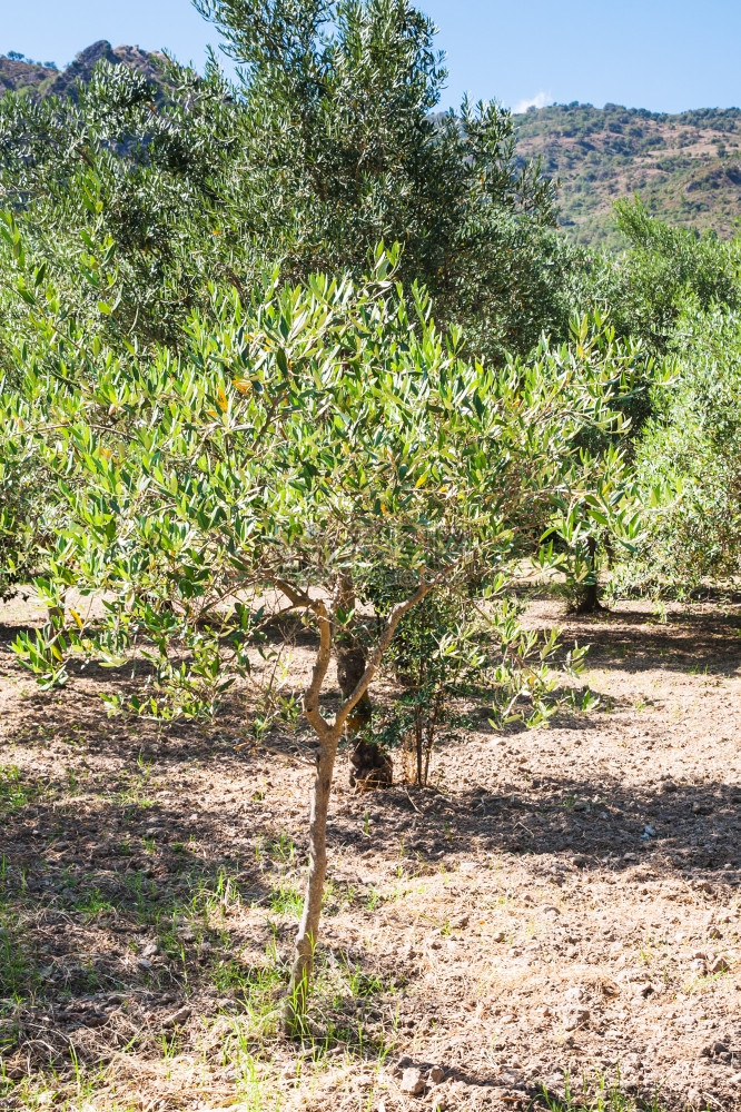 意大利的农业旅游西里花园的年轻橄榄树图片
