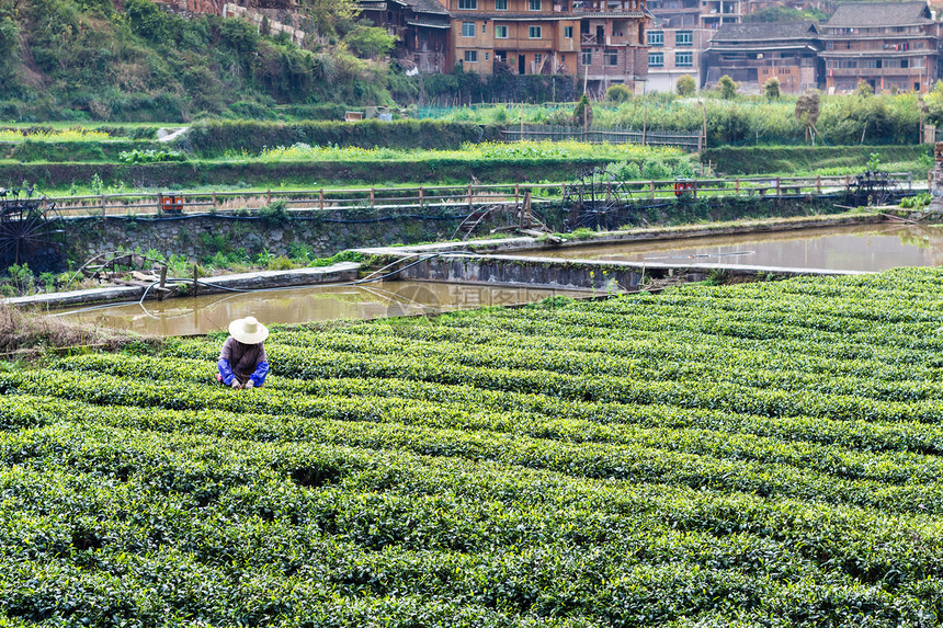 春季在三江东自治县成阳村灌溉运河附近的茶田农民前往旅游图片