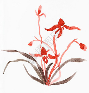 以水彩涂画的奇多库加风格以水彩画为题材绘制白纸上兰花的草图图片