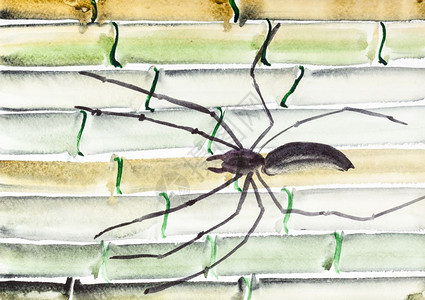 以水彩油漆为特色用水彩涂料进行神博库加风格的培训白纸竹干上的蜘蛛图片