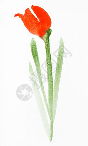 用水彩漆画白纸上涂的红色郁金香花背景图片