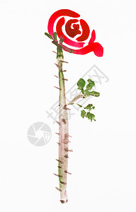 用水彩漆白纸上涂的刺青红玫瑰花图片
