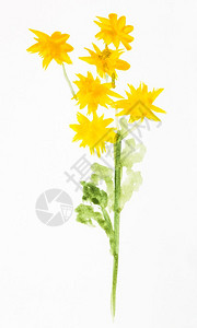 以水彩漆白纸上涂画的黄色菊花图片