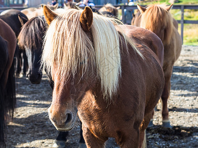 前往冰岛低级马骑在关闭的农庄中高清图片