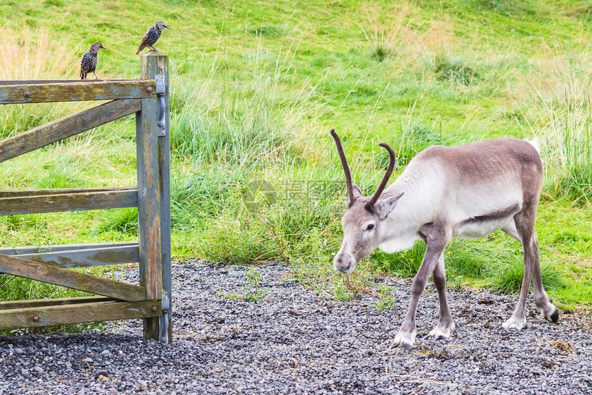 前往冰岛在雷克雅未市September的Laugardalur山谷的公共家庭园中在围着栅栏和普通树桩上放牧的驯鹿图片