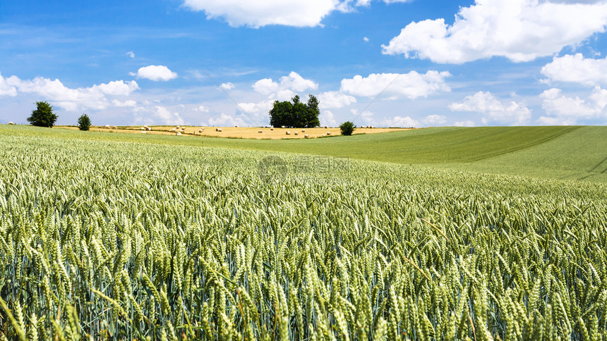 法国皮卡迪地区蓝色天空下的小麦田图片