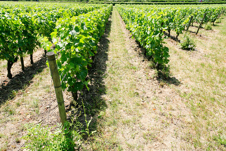法国ValdeLouire地区夏季日绿色葡萄园图片