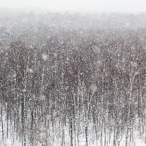 冬季天在莫斯科Timiryazevskiy公园的树木上暴风雪图片