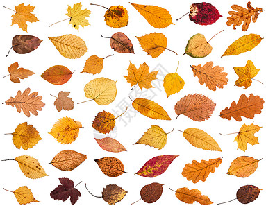 各种干枯秋落的树叶白背景隔绝背景图片