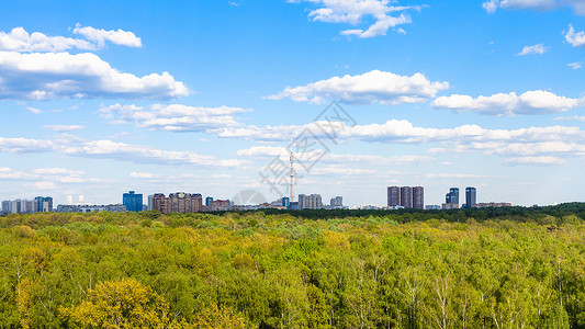 奥斯坦金斯卡娅在夏天阳光明媚的下莫斯科市Timiryazevsky公园的绿林背景