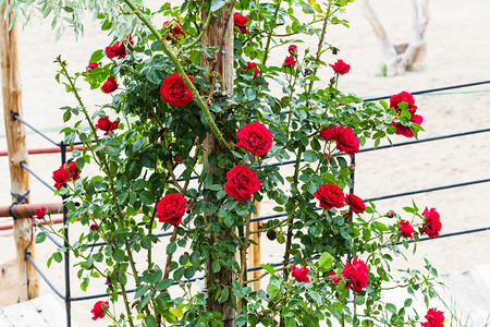 春天开红花的玫瑰丛去土耳其旅行春天在卡帕多西亚的戈雷姆镇玫瑰丛里开着红花背景图片