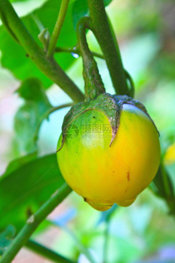泰国花园树上黄茄子图片