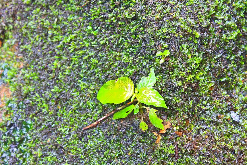 溪流中石头上的树木和苔雨天后晚上的清春新鲜空气图片