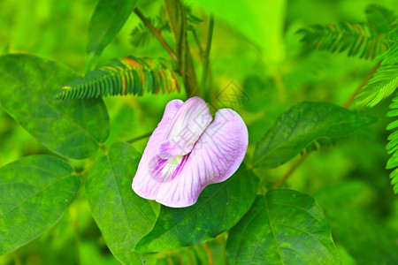 花或蝴蝶梨自然植物图片