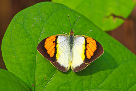 叶上的蝴蝶Ixias金状石或黄橙种图片