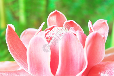 列克斯登印度尼西亚花的高清图片
