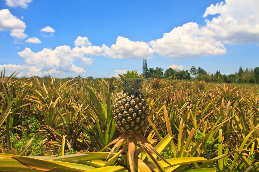 在农场种植菠萝热带水果图片