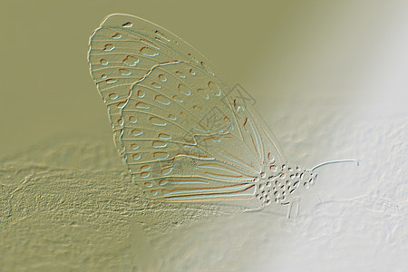 墙上的形昆虫印刷物图片