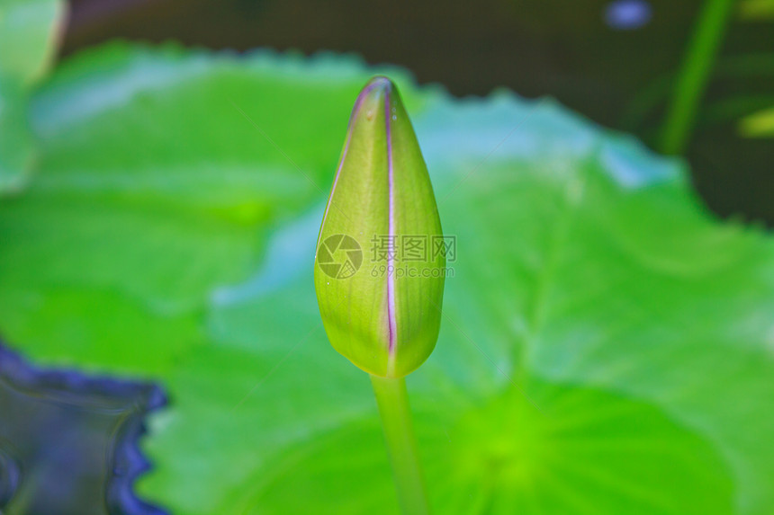 莲花或水在池塘上开图片