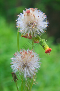 绿背景的花草图片