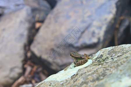 河边湿石上的青蛙图片