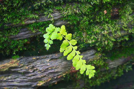 森林里的蕨类植物森林蕨类植物和倒下的原木图片