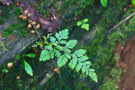 森林里的蕨类植物森林蕨类植物和倒下的原木背景图片