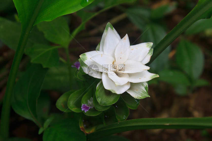 白暹莲郁香花紧贴在森林中图片