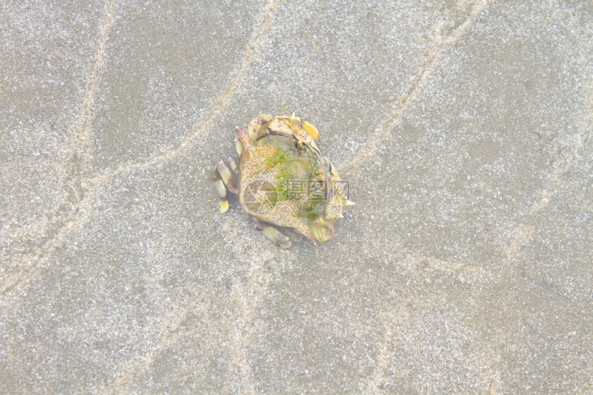 在沙子背景中闭紧螃蟹图片