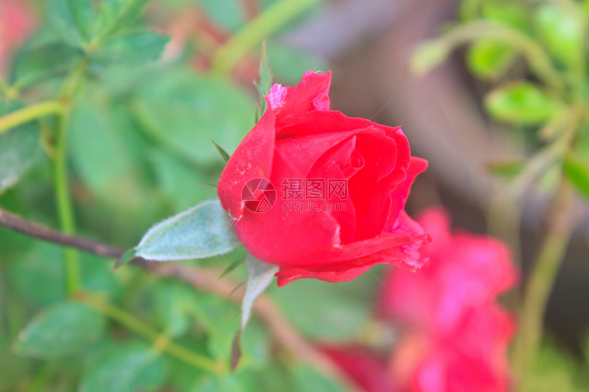 花园中美丽的朵红玫瑰图片