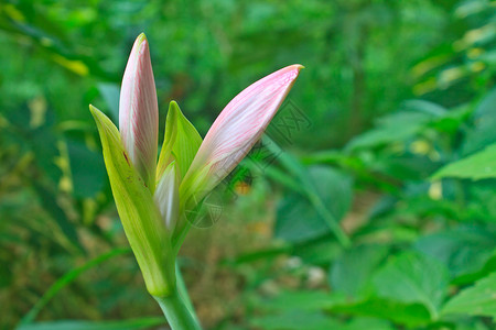 美马丽菊花或百事节的芽背景图片
