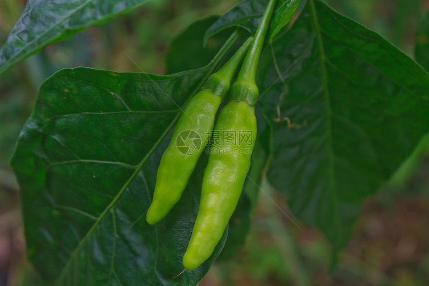 在泰国菜园种植新鲜的辣椒图片