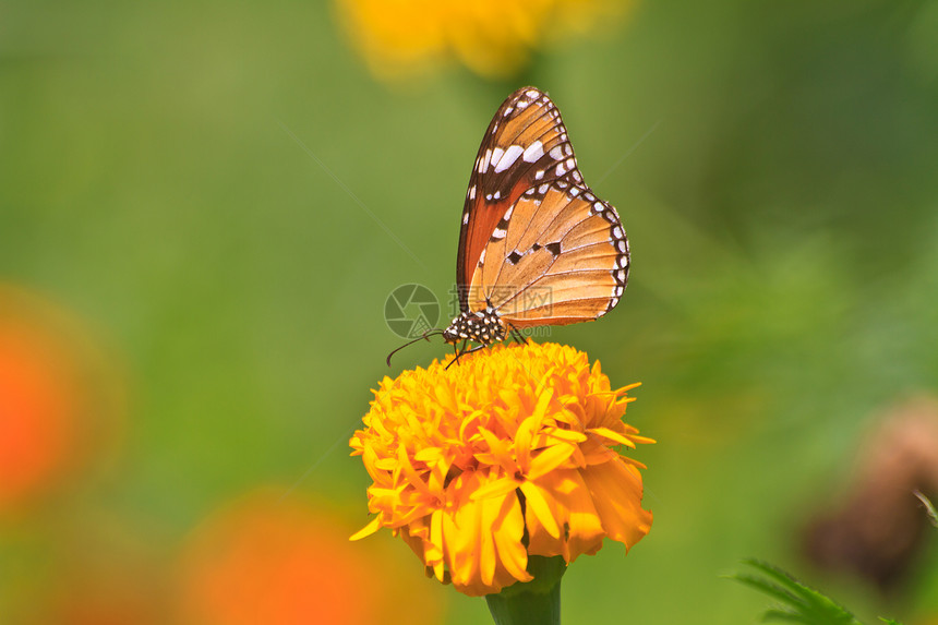 夏花园朵上美丽的蝴蝶图片