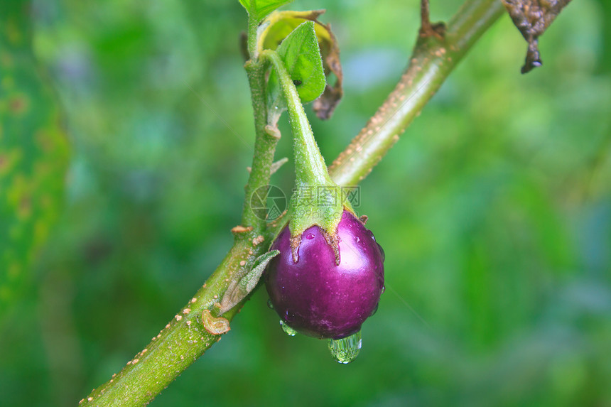 在菜园用滴水种植新鲜茄子图片