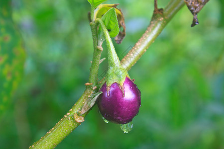 用茄子味噌在菜园用滴水种植新鲜茄子背景