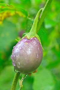 在菜园用滴水种植新鲜茄子图片