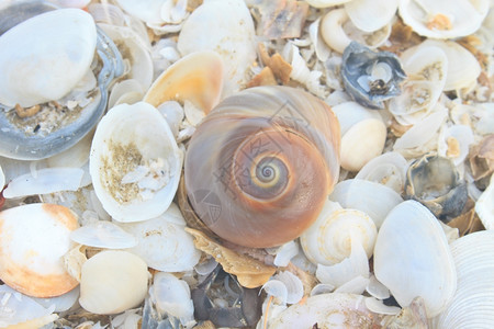 海滩上许多种类繁的海壳图片