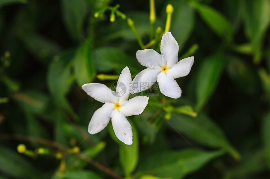 白桑帕吉塔茉莉花或园中的阿拉伯茉莉花图片