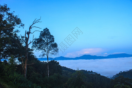 以林为山地图片