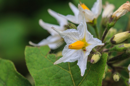 茄子花白色野生茄子花大自然盛开的花朵背景图片