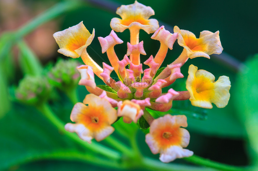 花园中的金或兰塔纳卡玛花的兰塔纳或野草金布蓝塔纳卡马拉花图片