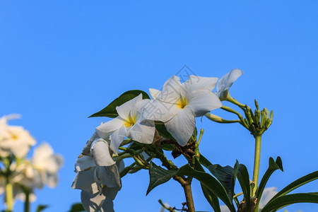 白的黄有叶子freangipani的花朵图片
