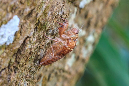 离开树上的硅壳来自泰国的昆虫图片