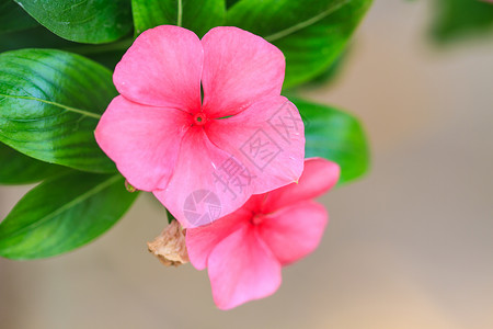 花园中的美丽粉红色花朵madagascarperiwinkle图片