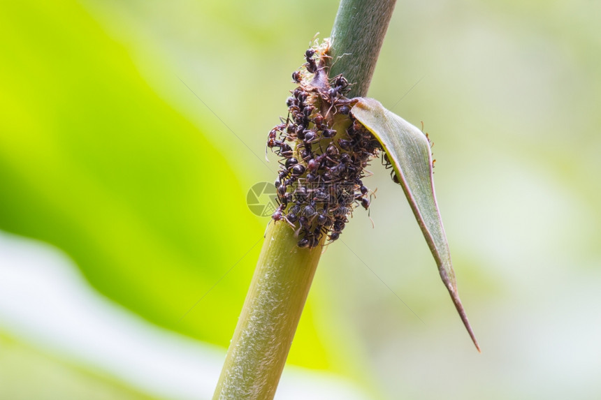将植物中的蚂蚁紧贴在自然植物上图片
