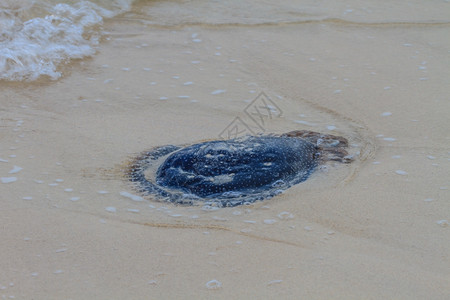杰莉鱼死在沙滩上图片