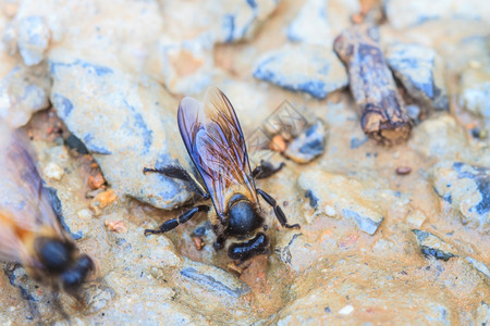 近昆虫蜜蜂在地上图片