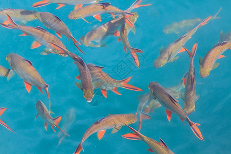 从泰国湖的上方清晰水面看鱼图片